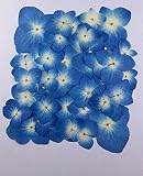【お花屋さんの押し花セット　あじさいブルー（自然色】上質 押し花 あじさい 15ｍｍから30ｍｍ　UVレジンでスマホケースも作成可能！！