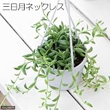 (観葉)ぶらりサキュレント 「三日月ネックレス」 3号吊り鉢タイプ(1鉢) (説明書付) 本州・四国限定[生体]