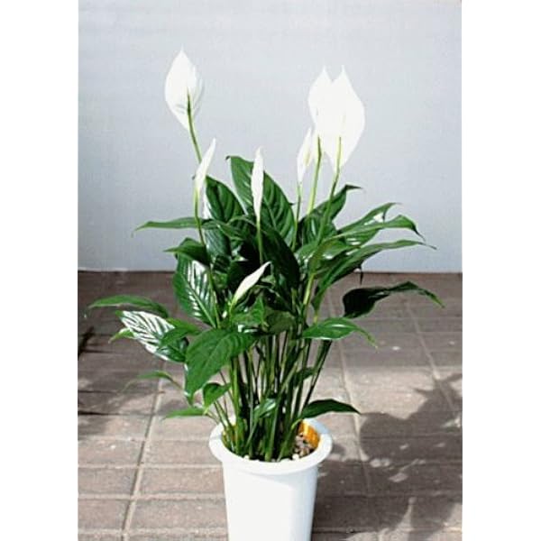 Amazon Co Jp スパティフィラム6号鉢植え 白い花咲く観葉植物 ホーム キッチン