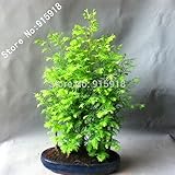 盆栽種子50個ドーンレッドウッドの森、盆栽ツリー - メタセコイアglyptostroboidesは - あなた自身の盆栽を育てます