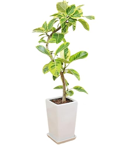 現品］80番 フィカス アルテシマ 曲がり 10号 尺鉢 観葉植物