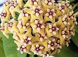 Hoya carnosa yellow-white-purple - Porcelainflower - wax plant - 10 seeds