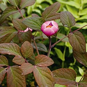 Amazon Co Jp 山野草 カラス葉紅花ヤマシャクヤク