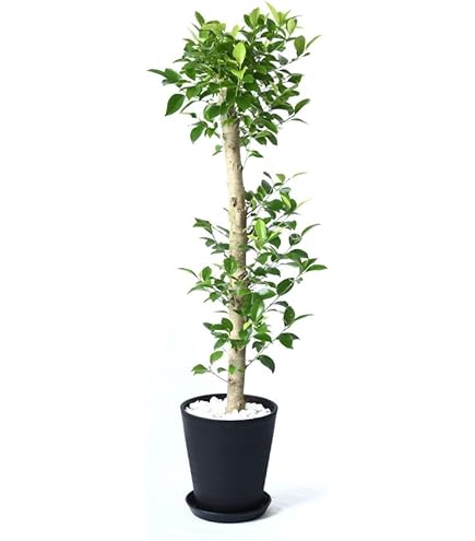 Amazon｜観葉植物 ポリシャス (タイワンモミジ) 7号サイズ｜観葉