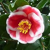 椿（ツバキ）の苗木　玉肥前（たまひぜん）