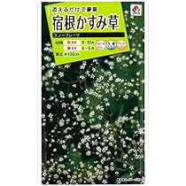 【プロフ必読】霞草　専用 八重咲き[宿根かすみ草] - e-種や｜国内最大級の野菜種・花種・苗