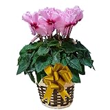 【 予約 】 さかもと園芸　達人のシクラメン　【 フリンジピンク 】　花鉢植え　ギフト　プレゼント　贈答品　クリスマス　お歳暮