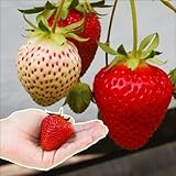 国華園　いちご苗 おいCベリーP 6株【※発送が国華園からの場合のみ正規品です】