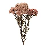 東京堂 ドライフラワー ピンクブルニア DE017720