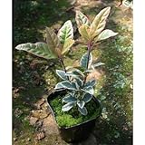 フイリヤブコウジ 3号ポット