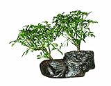 Brussel's Hawaiian Umbrella Tree on Rock Bonsai [並行輸入品]