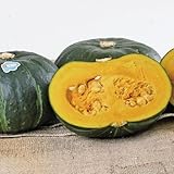 【メール便配送】国華園　野菜たね　カボチャ　F1虹ロマン　1袋(5ml)【※発送が国華園からの場合のみ正規品です】