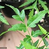 (観葉)ハーブ苗 ミラクルニーム 3号(1ポット) 虫除け植物 [生体]