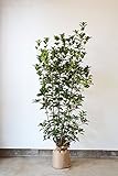 [送料無料] 自信の自家生産 ヒイラギモクセイ 　約120cm 防犯にもなります！ シンボルツリー 生垣 目隠し にオススメです！ 植木 庭木 苗木
