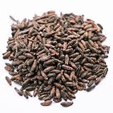 GokiBank 冷凍コオロギ 1cm前後 20g 約250匹 爬虫類･両生類･肉食魚用 冷凍餌 (冷凍フタホシ)
