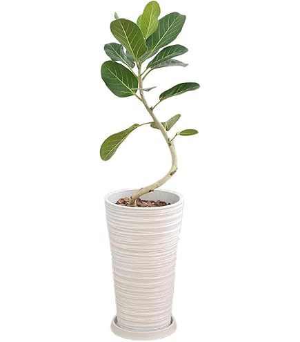 Amazon｜希少☆曲がりが素敵なフィカス・アフリカンプリンス／150cm