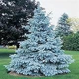 Tree seeds Home Garden Plant Evergreen Colorado Blue Spruce Picea Pungens Glauca Tree Courtyard plan
