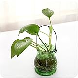 色のキャンディをガラスの花瓶壁掛け室内植物の小さなボトルフラワーコンテナを濃くする