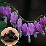 Rosepoem 10個多年生の出血性心臓の種子落葉多年生植物ハディーハーブダイコントラスペクタビリスフラワープラント