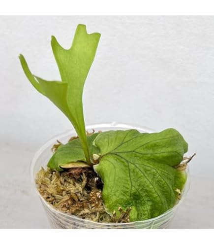 Amazon｜【charm】（観葉植物）ビカクシダ リドレイ スポア 3