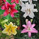 カサブランカシリーズ　４球入