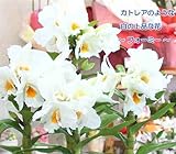 お祝い・誕生日などのプゼントに蘭の花 デンドロビューム鉢植え 白の上品な花