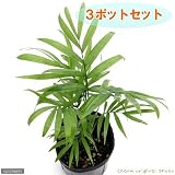 (観葉)ヤシ テーブルヤシ 3号(お買い得3ポットセット) 本州・四国限定[生体]