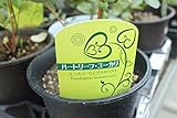 庭木苗　ハートリーフユーカリ　ウェブステリアナ　4.5寸鉢　送料込