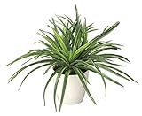 造花アート・観葉植物　ドラセナ＜ 創立記念日 周年祝い 上場祝いに ＞