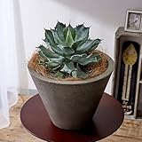 観葉植物「アガベ・ライジン」 インテリアグリーン 日比谷花壇