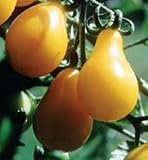 Tomate Yellow Pear - heirloom tomato - 50 seeds