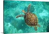 Seanホワイトプレミアムシックラップキャンバス壁アート印刷題名A Sea Turtle Underwater泳ぐ; Apo島、フィリピンNegrosオリエンタル、 48" x 32" 1901828