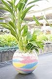 【土を使っていないから衛生的でお部屋のインテリアにぴったり】　観葉植物　ハイドロカルチャー　バブ15　カラフルカラーサンド（4色） 寄せ植え二種