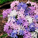 チオノドクサ　混合　１０球入