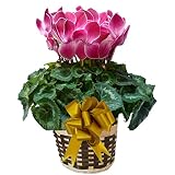 【 発送中 】 さかもと園芸　達人のシクラメン　【 ワインシャワー 】　花鉢植え　ギフト　プレゼント　贈答品　クリスマス　お歳暮