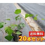 【ノーブランド品】ヘデラ・カナリエンシス長さ30cm前後10.5cmポット【20本セット】