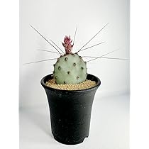 輸入苗 opuntia curivispinus オプンチア サボテン アガベ isla del pescado - Opuntia microdasys subsp. rufida f