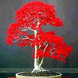 100% True Japanese Red Maple Bonsai Tree Cheap Seeds, Professional Pack, 20 Seeds / Pack, Very Beaut
