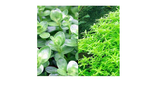 Amazon 水草 グリーンロタラ 水上葉 無農薬 ３０本 北海道航空便要保温 Charm チャーム 生体水草 通販