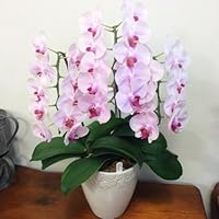 Amazon Co Jp 売れ筋ランキング 胡蝶蘭 の中で最も人気のある商品です