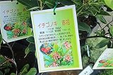 【庭木苗】　イチゴノキ　赤花　6寸苗　　【送料込価格】