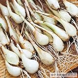 タキイ種苗 らっきょう苗