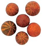 東京堂 ドライフラワー パンプキン (6コ入り) #オレンジ FE000602