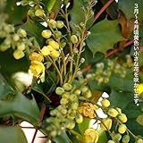 ヒイラギナンテン5号ポット苗木 庭木 常緑樹 グランドカバー 低木