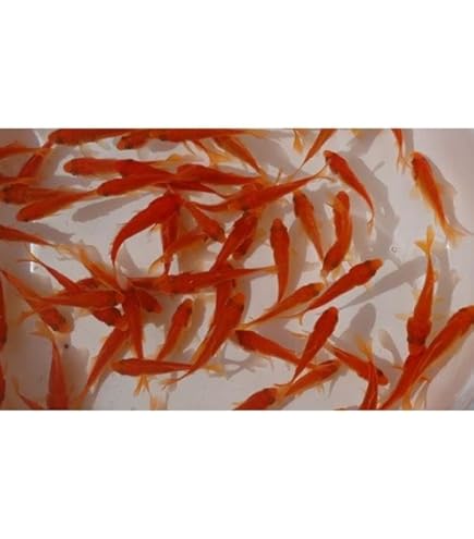 Amazon | 【生体】金魚 小赤 餌金 100匹 エサ用金魚 観賞用 emuwai