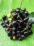 Thai Makiang Cleistocalyx nervosum var paniala 10 Seeds ThailandMrk