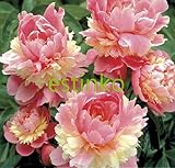 10pcs/lot Rare Heirloom Sorbet Robust Colorful Double Blooms Peony Tree Seeds Bonsai Plant Home Gard