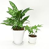 【陶器鉢セット】お好きな植物2点選べる★（4号1点、3号1点） (【8】アグラオネマ, 【A】パキラ)