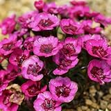 オヤマナデシコ