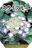あじさい 苗 【 スカイブルー （ブルースカイ） 】 ポット苗 西洋アジサイ 紫陽花 庭木 落葉樹 低木
